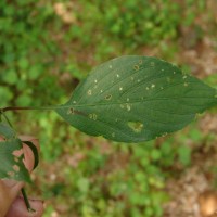 Strobilanthes cordifolia (Vahl) J.R.I.Wood
